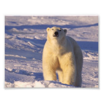 Polar Bear on Hudson Bay in Canada Photo Print
