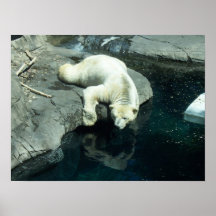 Polar Bear Picture Posters