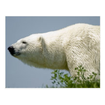 Polar Bear Post Card