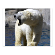 Polar Bear Post Card