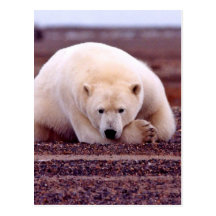 Polar Bear Post Cards