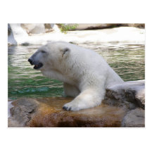Polar Bear Post Cards