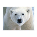 polar bear postcard