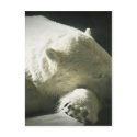 Polar Bear postcards