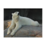 Polar Bear postcard