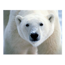 polar bear postcard