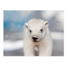 Polar Bear Postcard