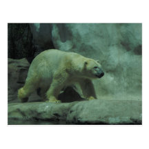 Polar Bear Postcard
