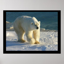 Polar bear poster