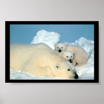 Polar bear poster