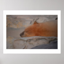 Polar bear poster