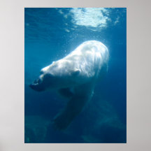 Polar Bear Poster