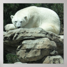 Polar Bear Posters