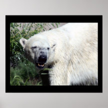 Polar Bear Print