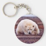 Polar Bear Resting but Alert Key Chain