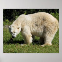 polar bear scowling poster