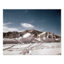 Polar Bear Snow Sculpture Photo Art