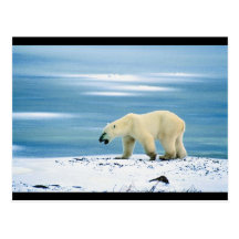 Polar Bear Solo Walk Post Cards