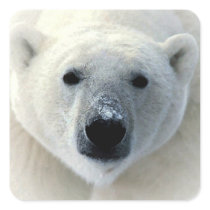 Polar Bear Sticker