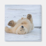 polar bear, Ursus maritimus, cub rolling 3 Fridge Magnet