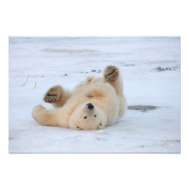 polar bear, Ursus maritimus, cub rolling 3