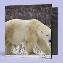 Polar Bear Ursus maritimus) in Churchill binders