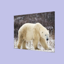 Polar Bear Ursus maritimus) in Churchill canvas prints