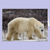 Polar Bear Ursus maritimus) in Churchill cards