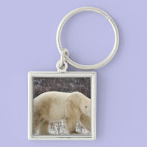 Polar Bear Ursus maritimus) in Churchill keychains