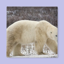 Polar Bear Ursus maritimus) in Churchill magnets