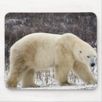Polar Bear Ursus maritimus) in Churchill mousepads