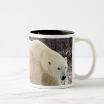 Polar Bear Ursus maritimus) in Churchill mugs