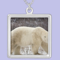 Polar Bear Ursus maritimus) in Churchill necklaces