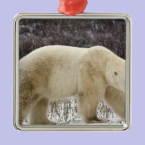 Polar Bear Ursus maritimus) in Churchill ornaments