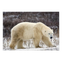 Polar Bear Ursus maritimus) in Churchill
