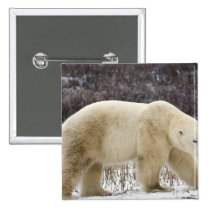Polar Bear Ursus maritimus) in Churchill buttons