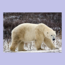 Polar Bear Ursus maritimus) in Churchill posters