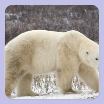 Polar Bear Ursus maritimus) in Churchill stickers