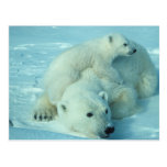 Polar bear with cub postcard