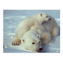 Polar Bear with Cub Postcard