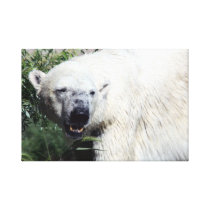 Polar Bear Wrapped Canvas Print