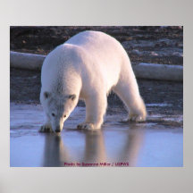 Polar Bear Yearling Posters