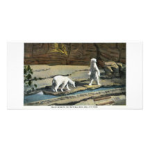 Polar Bears at Denver Zoo Photo Greeting Card