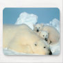 Polar Bears Mouse Pads