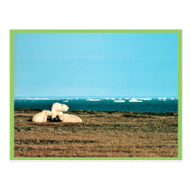 Polar Bears on Barter Island Postcard