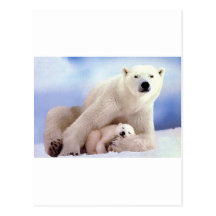 Polar Bears Post Cards