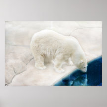 Polar bears poster