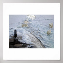 Polar Bears Print
