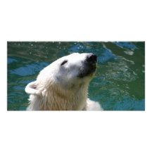Polar bears smile photo card