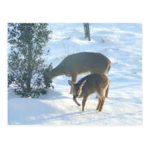 Polar Deer Post Card